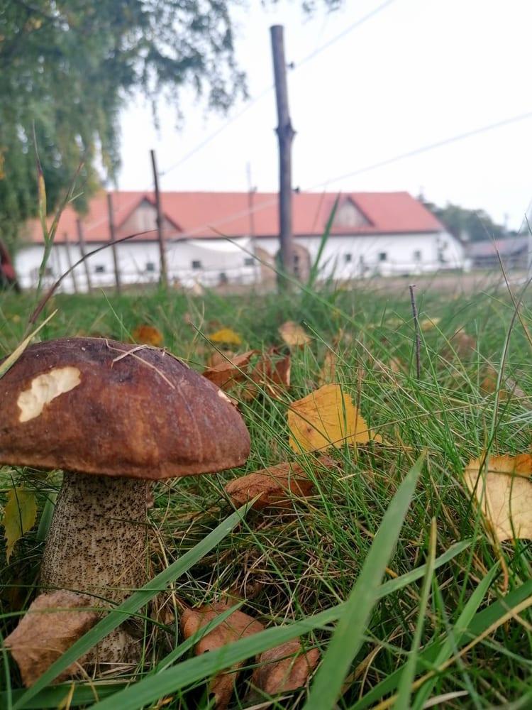 Osrodek Agroturystyczny Borki Borki Wielkie المظهر الخارجي الصورة